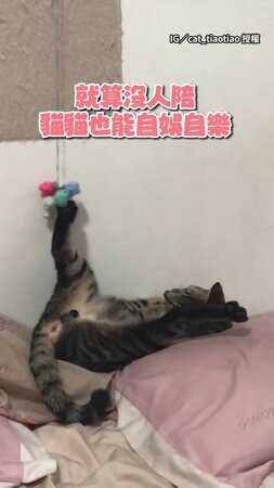 【自娛自樂】虎斑貓豪邁躺平玩娃娃：你忙吧