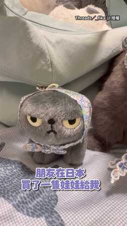 【87％像吧】貓貓戴頭巾跟娃娃親子裝！表情超無奈：尊重呢？