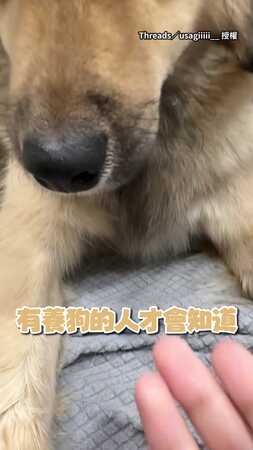 【大型暖暖包】有養狗的才懂！奴才伸手到汪胸口取暖