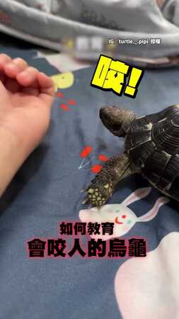【烏龜咬人怎麼辦？】飼主拿布偶示範下場　本尊全程目睹嚇到落跑