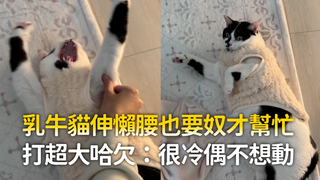 乳牛貓伸懶腰也要奴才幫忙　打超大哈欠：很冷偶不想動