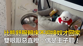 比熊舒服賴床不迎接奴才回家　雙眼厭惡直瞪：偶是主子耶！