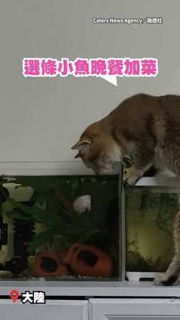 【被魚看不起】貓咪偷看魚缸遭反擊　小魚跳出水面甩鰭打臉