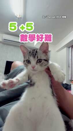 【粉色肉墊＋空踩】貓咪重複「腳腳開花」萌翻　網友：影響我上班！