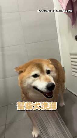 【不吵也不鬧】柴犬滿臉笑容給幫洗澡！乖乖躺平好天使