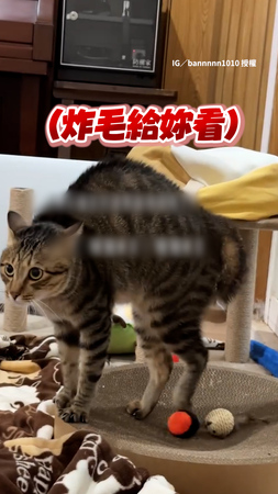 【不要唱了啦】媽媽唱歌好聽嗎？貓貓用炸毛回應XD