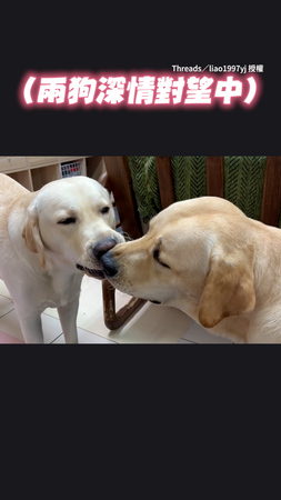 【太深情了吧～】兩狗含情脈脈對望中　近看才發現在搶玩具XD