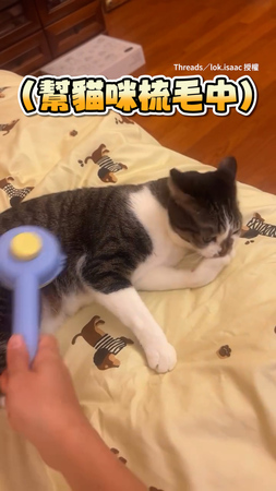 【恰北北貓vs.模範生貓】幫兩貓梳毛反應相差超多XD