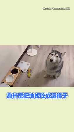 【我就靜靜聽妳講】哈士奇飼料吃到掉滿地　被媽媽唸全程裝傻
