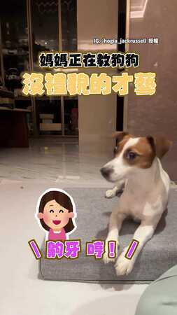 【實用技能？】媽媽教狗狗「沒禮貌才藝」　哼一聲立刻甩頭不理人XD