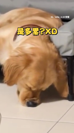 【睡到鼻歪】阿金睡到頭朝地上　鼻子歪掉也睡得下去