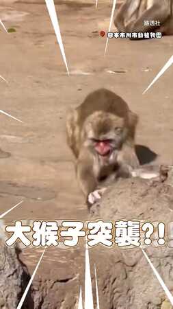 【孤兒小猴遭拖拽】Panchi尖叫奔向玩偶　保育員暖心解釋❤