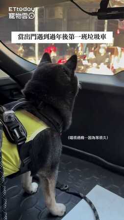 柴柴等到過年後第一班垃圾車超開心