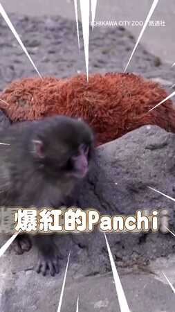 【沒有媽媽的小獼猴】Panchi抱著娃娃找安全感　還愛黏著飼養員❤