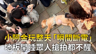 小阿金玩整天「瞬間斷電」　地板開睡眾人搶拍都不醒