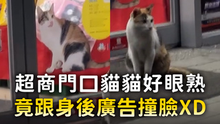 超商門口貓貓好眼熟　竟跟身後廣告撞臉XD