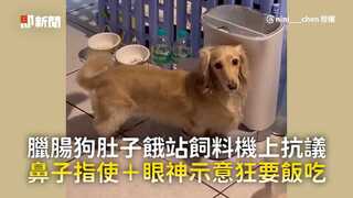 臘腸狗肚子餓站飼料機上抗議　鼻子指使＋眼神示意狂要飯吃