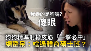 狗狗精準射橡皮筋「一擊必中」　網驚呆：唸過體育碩士班？