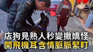 店狗見熟人秒變撒嬌怪　開飛機耳含情脈脈緊盯