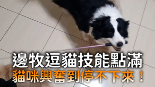 邊牧逗貓技能點滿　貓咪興奮到停不下來！