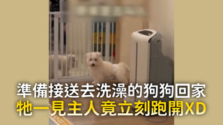 準備接送去洗澡的狗狗回家　牠一見主人竟立刻跑開XD