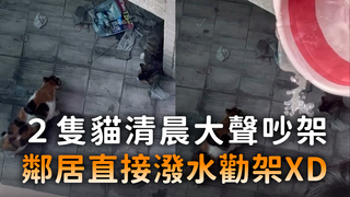 2隻貓清晨大聲吵架　鄰居直接潑水勸架XD