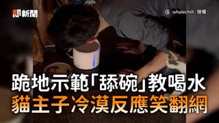 跪地示範「舔碗」教喝水　貓主子冷漠反應笑翻網