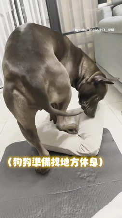 【枕頭縮水了...】狗狗硬要躺小抱枕上　整隻蜷縮成一團超萌XD