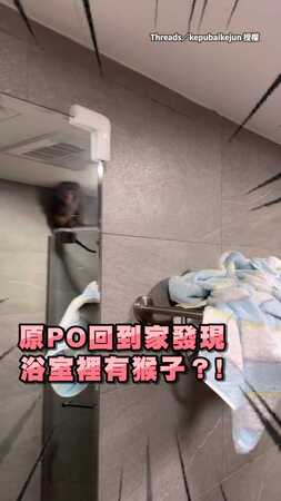 【我來借廁所的你信嗎？】家裡像被洗劫...男一進浴室見猴子大傻眼