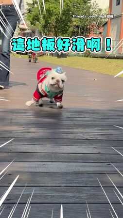 【滑倒也要可愛】法鬥躺地抖抖抖　起身後秒裝沒事XD