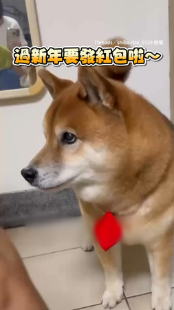 【太寵了啦～】過新年阿嬤塞紅包給柴柴買肉乾！秒露超甜笑容