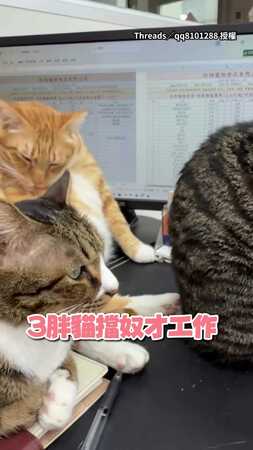 【大橘為重】3貓擋奴才工作！她超無奈：螢幕都被擋3/2了