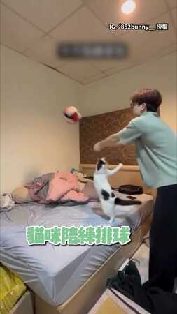 【被K頭了】貓咪陪練排球！靈活跳躍扣殺奴才
