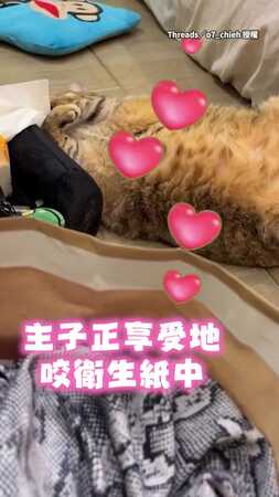 【嚇我一跳】貓咪咬衛生紙被抓到　下一秒無視主人繼續咬XD