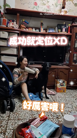 【看看這個動作XD】狗狗洗完澡聽呼喚就定位乖乖吹毛！