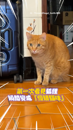 【橘貓問號】第一次看見狐狸！牠隔超遠監視：你是什麼生物？