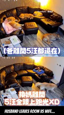 【反差太大XD】爸離開房間→5阿金待原地沒動！換媽一走→牠們全跟上