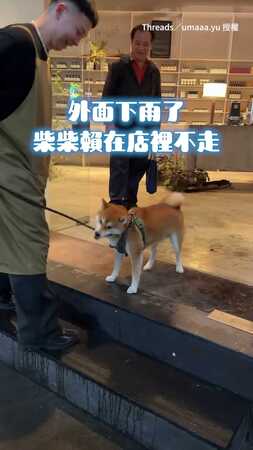 【拒否犬上線】柴柴下雨天原地紮營不肯走！反咬牽繩「遛人類」XD