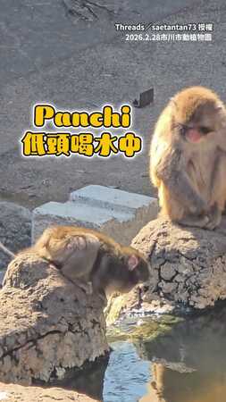 【不小心落水】Panchi小猴自己勇敢爬上岸！同伴靠近守在旁邊