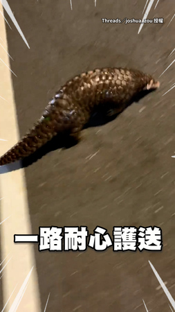 【好人一生平安】穿山甲現蹤基隆山區馬路上！暖男護送牠進草叢