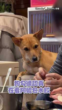 【十萬個為什麼】米克斯大皺眉看阿嬤包水餃：為啥要把肉肉包不見？