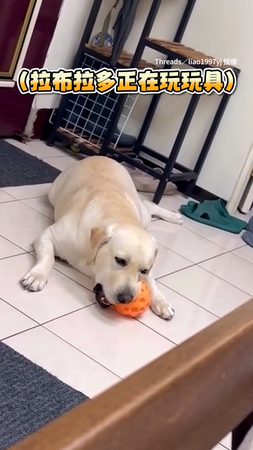 【以為養到哈士奇】狗狗玩球玩到不停凹嗚狂叫XD