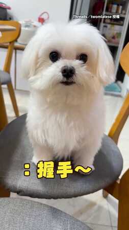 【馬爾急死】主人一直喊握手卻不伸手　馬爾濟斯氣到怒吠XD