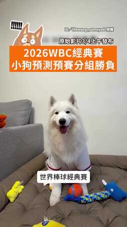 【預言狗狗4ni？】小狗預測WBC勝負連中3場　牠測台灣「2勝2負」