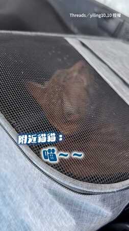【這貓靈魂裝錯了】貓咪不會喵喵叫 堅持要「嗷嗚」根本哈士奇XD