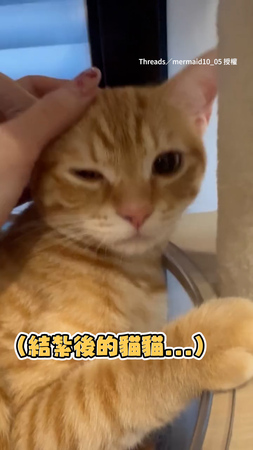 【這個聲音XD】橘貓結紮後瘋狂低鳴　飼主：喜獲一台摩托車