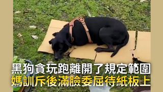 黑狗貪玩跑離開了規定範圍　媽訓斥後滿臉委屈待紙板上
