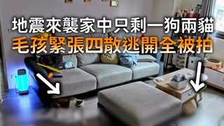 地震來襲家中只剩一狗兩貓　毛孩緊張四散逃開全被拍