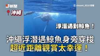 沖繩浮潛遇鯨魚身旁穿梭　超近距離觀賞太幸運！