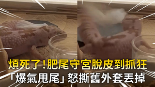 煩死了！肥尾守宮脫皮到抓狂　「爆氣甩尾」怒撕舊外套丟掉